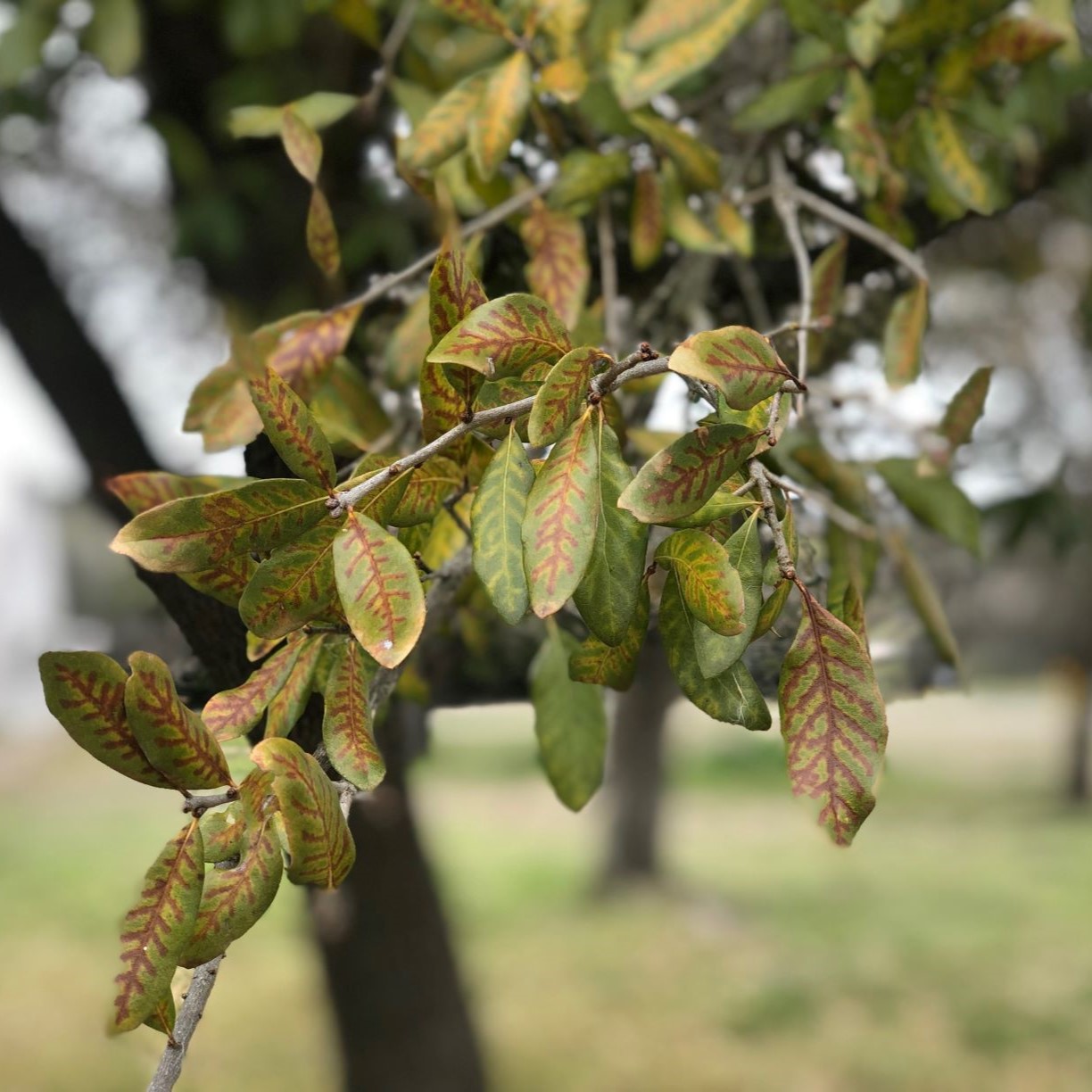 Oak wilt is one of the deadliest tree diseases in the United States, killing millions of trees across 76 Texas counties. Texans can help prevent it from spreading by avoiding pruning or wounding oak trees from February through June.